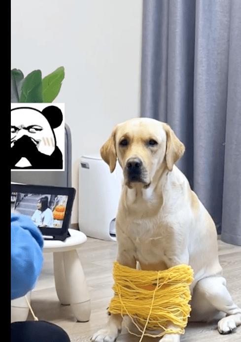 天冷了网友打算织围脖,让狗狗帮忙来撑毛线,看它表情很不情愿呀