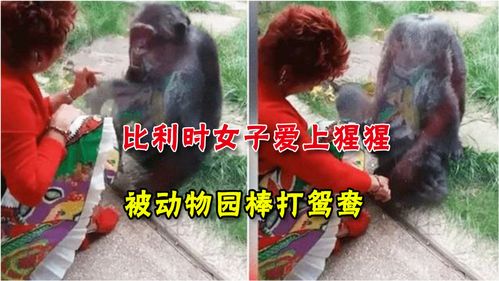 比利时女子疯狂迷恋38岁猩猩,动物园棒打鸳鸯别来撒狗粮了