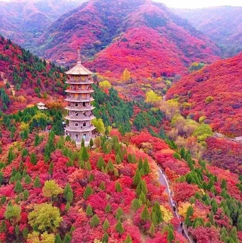金秋十月,看万山红遍,层林尽染,红叶谷已进入最佳观赏期