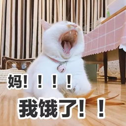 网红猫楼楼去世,感谢你来过