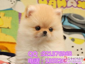 乌市有卖纯种博美幼犬的吗犬舍在哪