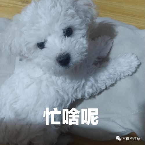 我可能养了一只表情包