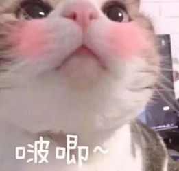 出门回来发现榴莲小了一圈,妈妈说是因为天气太热化掉了