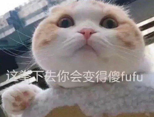 猫的表情包卖萌沙雕