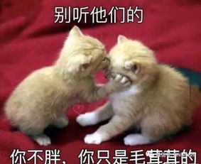 小萌新们学长学姐们有话说