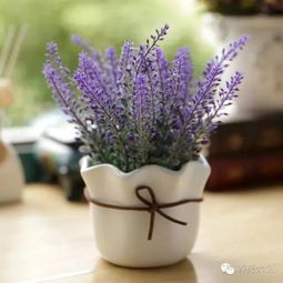 家里养了这些花,小病全走光,药费不用花