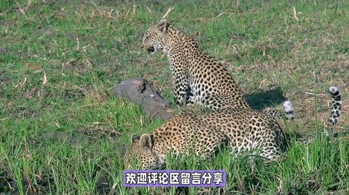你知道豹子当中,谁是老大吗我想那一定是非洲豹,一起了解了解