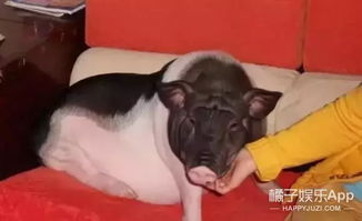 小香猪洗澡表情包小香猪