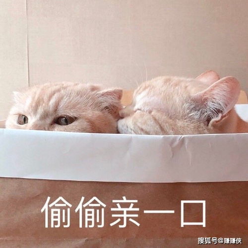 搞笑表情包图片