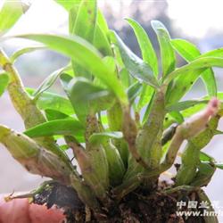 霍山紫杆铁皮石斛1年以上苗5