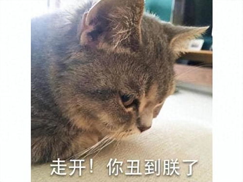 育碧耗资千万美元的大作,主角还没什么人气,一只猫先火出圈了