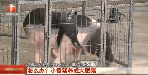 小香猪被侄女涂色,给猪洗澡的时候主人惊了,网友赶紧烤了吧
