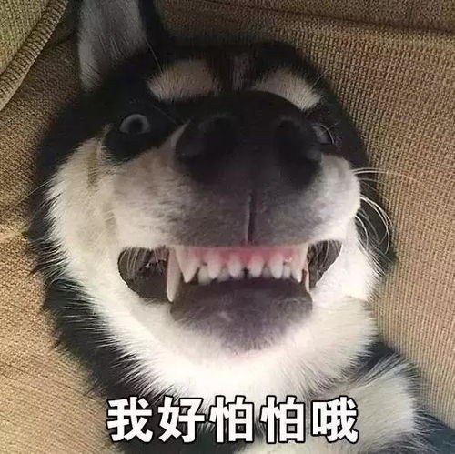 蠢萌二哈表情包王者荣耀