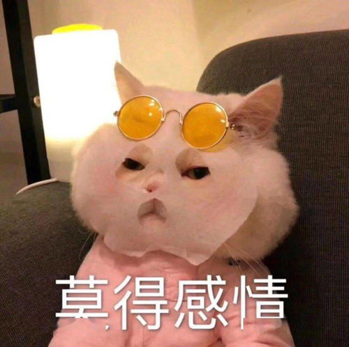 恐龙外套滑稽表情包小可爱