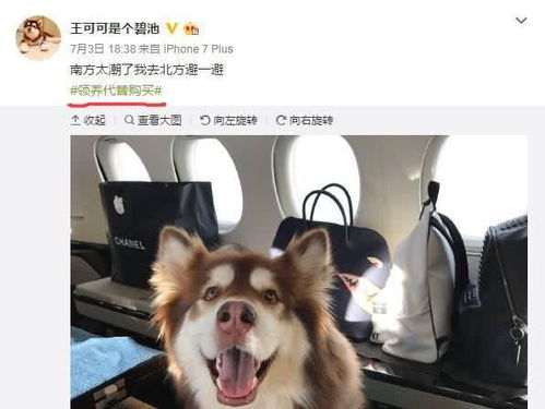 王思聪爱犬王可可坐私人飞机,背lv包包,可能是世上最幸福的狗