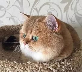 橘猫太胖,主人骂它不许再吃了,猫咪的表情让主人不淡定了
