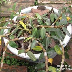 铁皮石斛4