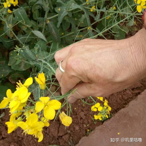 难道你爸妈的微信头像不是一朵荷花