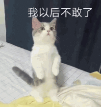 喵星人哄老婆可爱表情包老婆舔舔