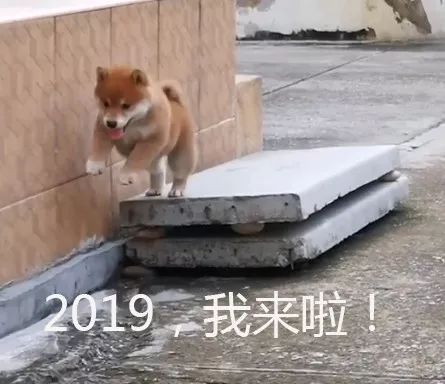 柴犬宝宝就连摔倒的样子都超萌下巴着地,屁屁朝上...