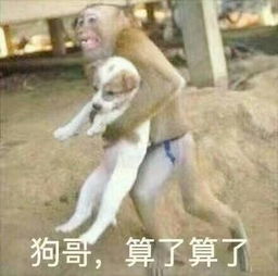 鸡哥算了算了表情包算了算了表情包大全下载qq表情下载之家