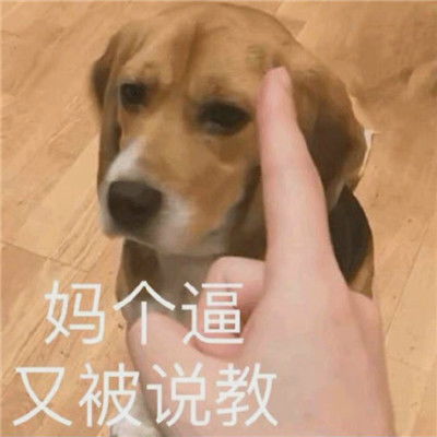 2022最新很好用的也很有趣的表情很火很实用的热门聊天大全