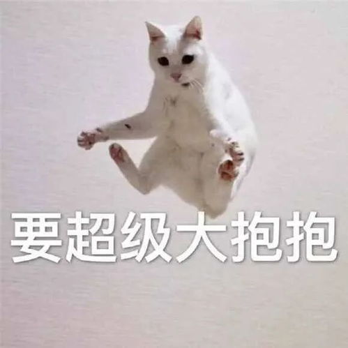 表情包你不要不理我嘛