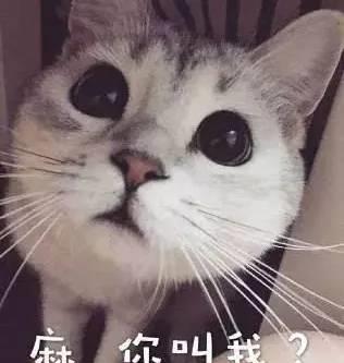 我回来了表情包养猫