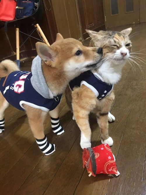 当养猫大户抱了只柴犬回家,画风瞬间变了...