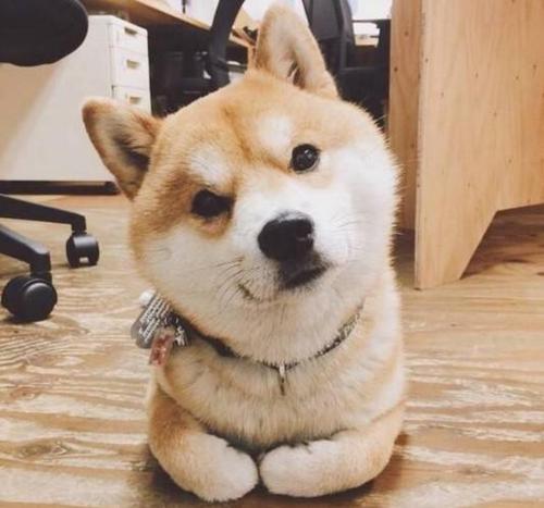 柴犬的发腮周期是什么时候
