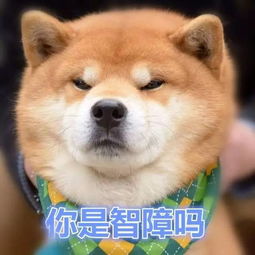 旺星人中的绝对网红天生的表情包柴犬ryuji,一举一动皆醉人