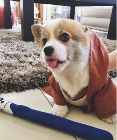 三个月小柯基犬图片大全2017最新超萌超可爱的柯基图片