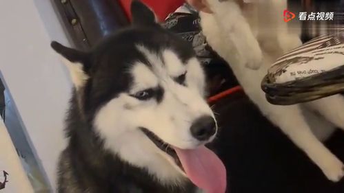 猫咪和二哈打架,男主人气的薅二哈的脑袋毛,二哈表情好逗