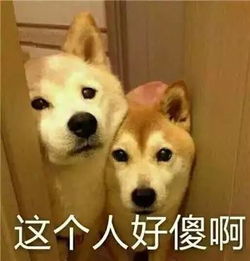 萌宠明明说好一起胖,你却偷偷在减肥果然贱人就是较轻
