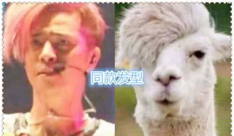 明星撞脸动物,看到孙红雷和黄渤笑疯了,网友还能再像点吗