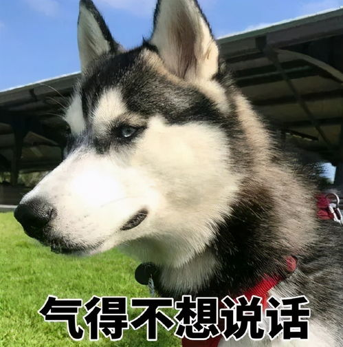 你见过最傻的狗是什么样的