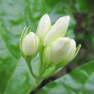 50岁淡雅头像微信花朵知性美