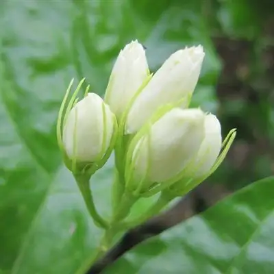 好看的微信花朵图像,清新淡雅的茉莉花图片