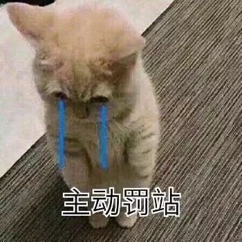 每日表情丨猫咪认错表情包