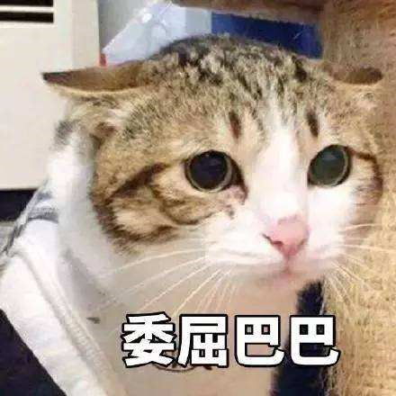 肝病猫该吃什么病猫的营养管理