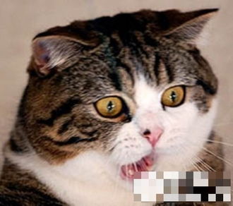 爆笑猫咪表情有多传神