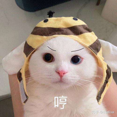 有适合和女生聊天的表情包吗