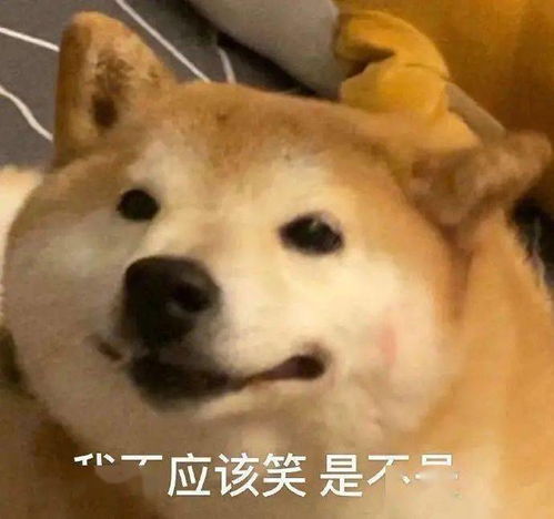 微商下单表情包图片狗命