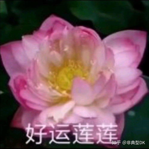 中年女士头像图片微信可爱