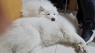 萨摩兔吃胡萝卜