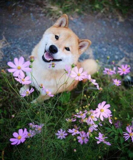 灰柴犬贱萌表情包
