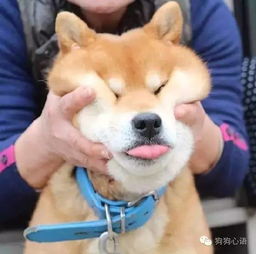 胖柴的卖萌日记,表情包也是亮了