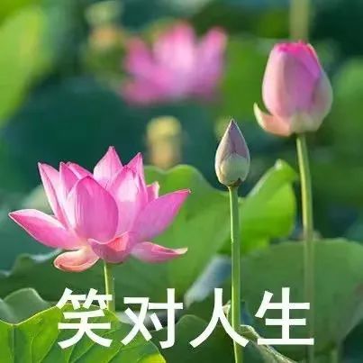 荷花头像五十多岁的老人用的问心无愧