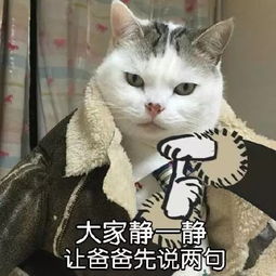 你知道你家猫为了收你为奴花了多少心思吗