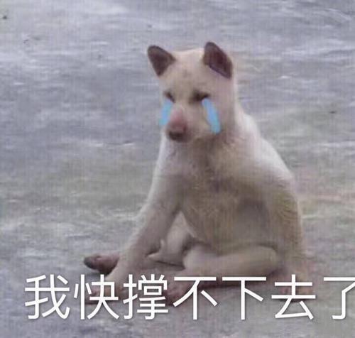 我哭了,这个职业太香了